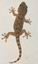 1219_da_geco