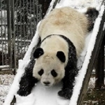panda bear